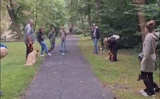 Geführter Social Walk mit Hunden